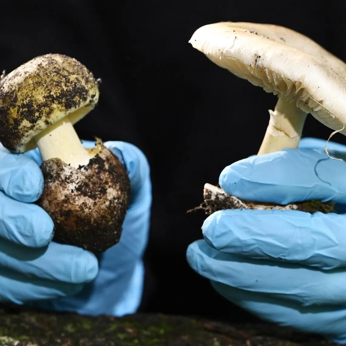 The illnesses were linked to the consumption of death cap mushrooms. 