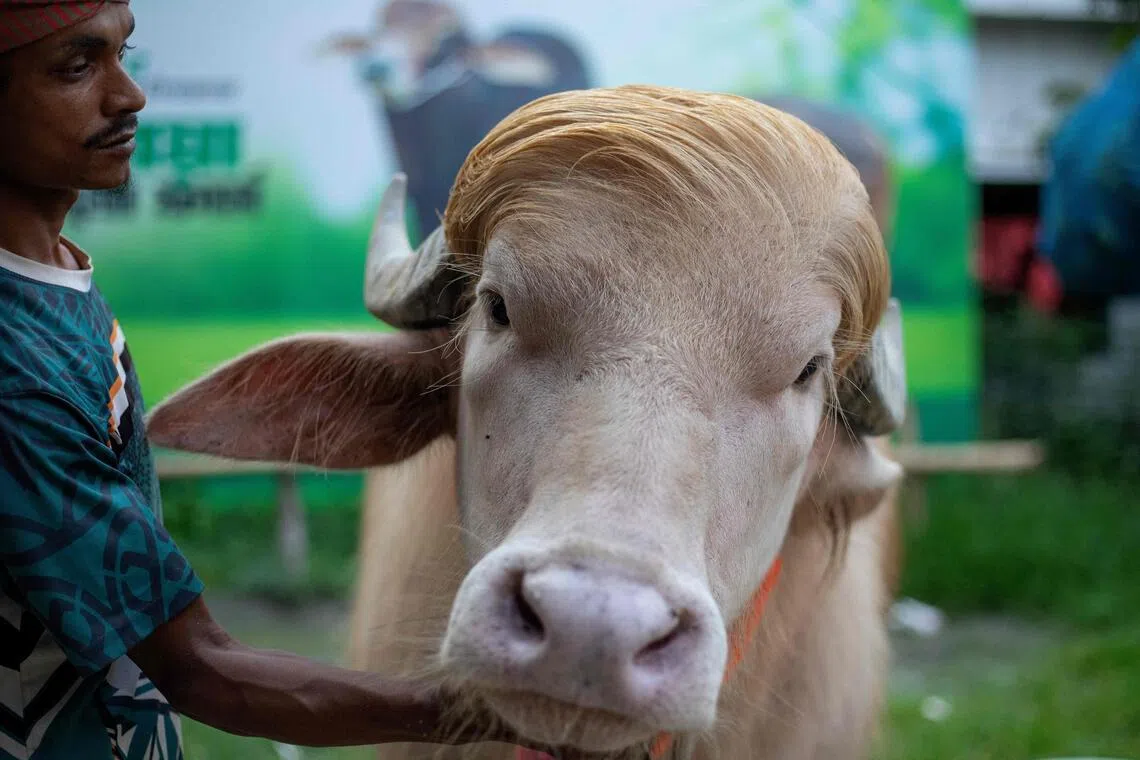 An albino buffalo in Bangladesh – named “Donald Trump” for its flowing blond hair – has become an unlikely social media star.