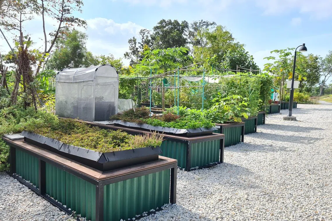 On March 19, NParks will open applications for over 350 gardening plots across 15 green spaces in Singapore.