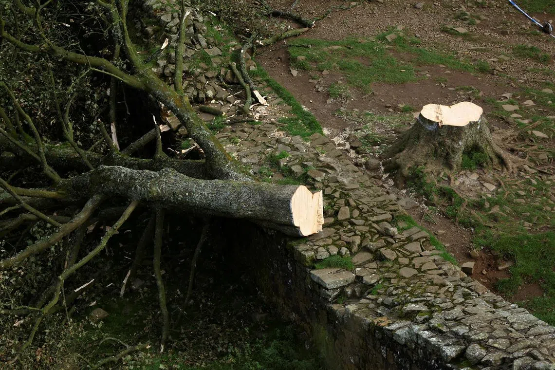 FILE PHOTO: General view of the Sycamore Gap tree that was felled, in Northumberland, Britain, September 28, 2023. REUTERS/Lee Smith/File Photo