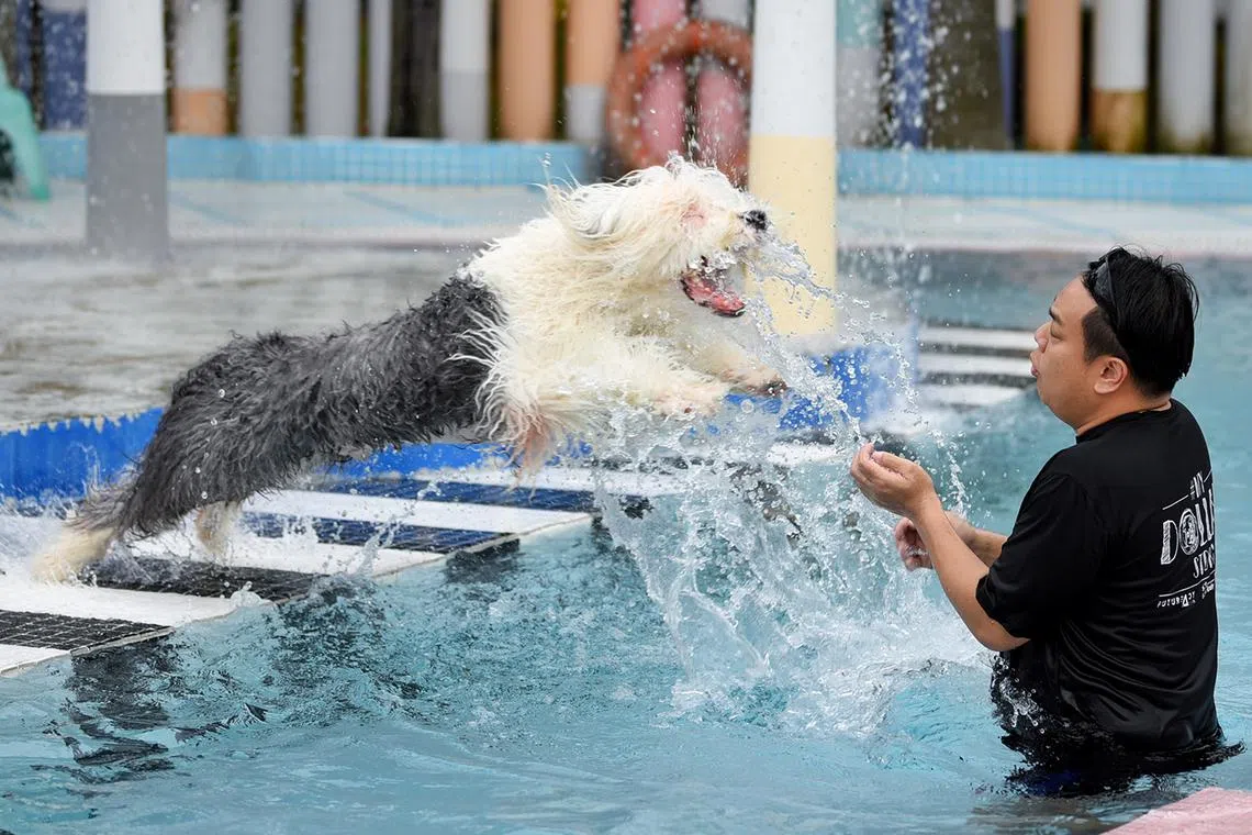Dapper, the dog belonging to banker, Maybeline Tan, 38, jumping into a pool at dog waterpark, Wag & Wild, on April 10, 2024. 
