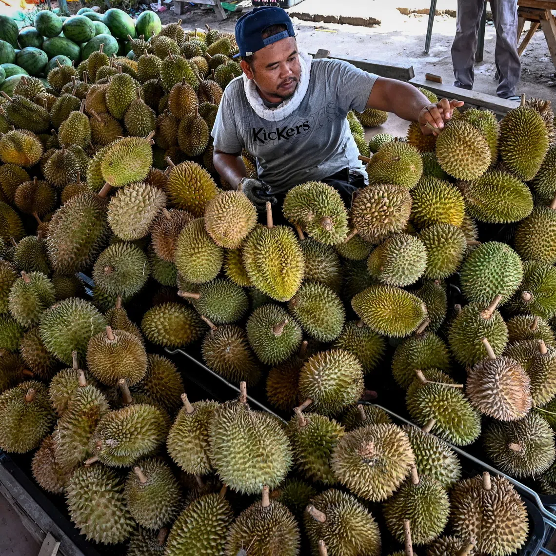 A trader arranging durians to sell in Kampung Kedai Buluh in Malaysia in June 2024.