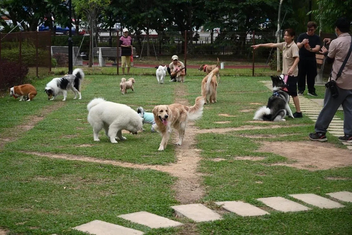 Monitor your pet regularly for changes in its daily life activities and physical health, among other things, to assess whether interventions are needed to improves its quality of life.