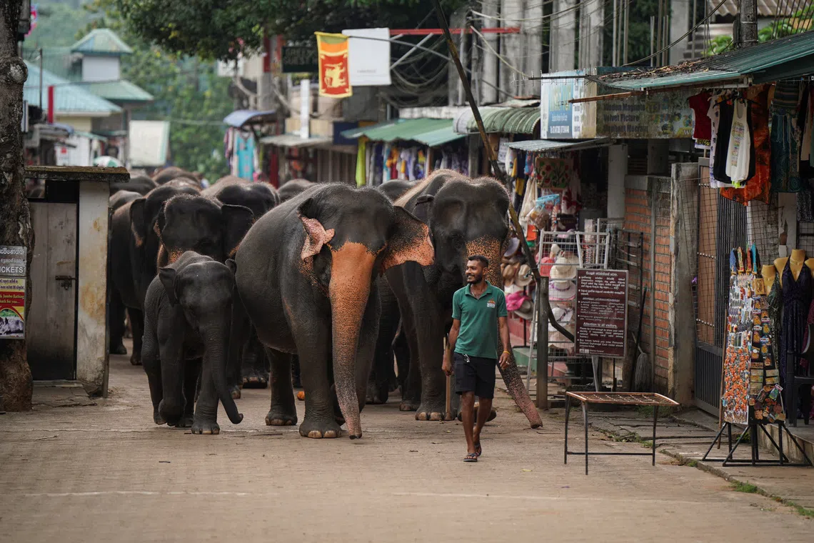 Elephants return to Pinnawala Elephant Orphanage after bathing, in Pinnawala, Sri Lanka, on April 22, 2025.
