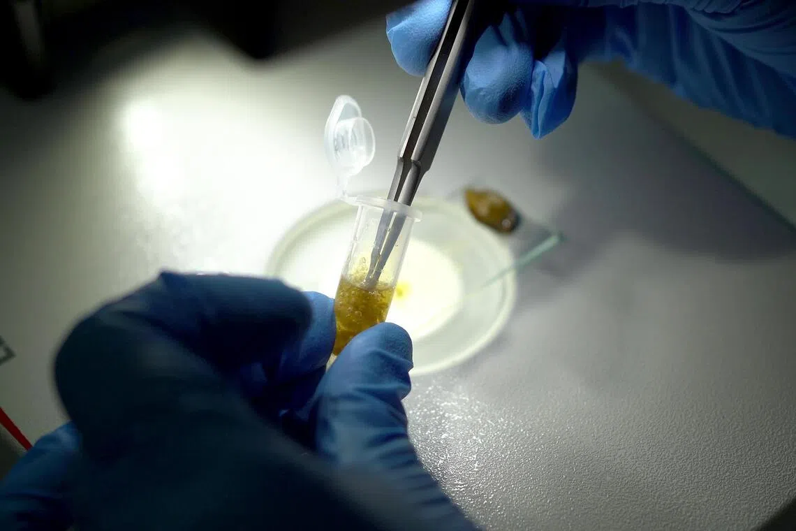 As part of the processing, the contents of the beetle’s gut are transferred to a solution that extracts the DNA.
