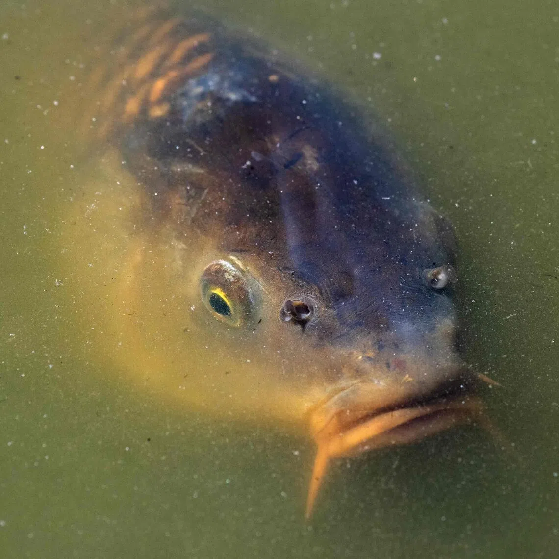 A carp, a freshwater fish, at the Parc Floral in eastern Paris on July 29, 2025..