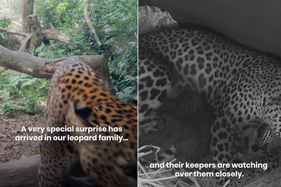 Rare Sri Lankan leopard gives birth to 3 cubs in Singapore Zoo