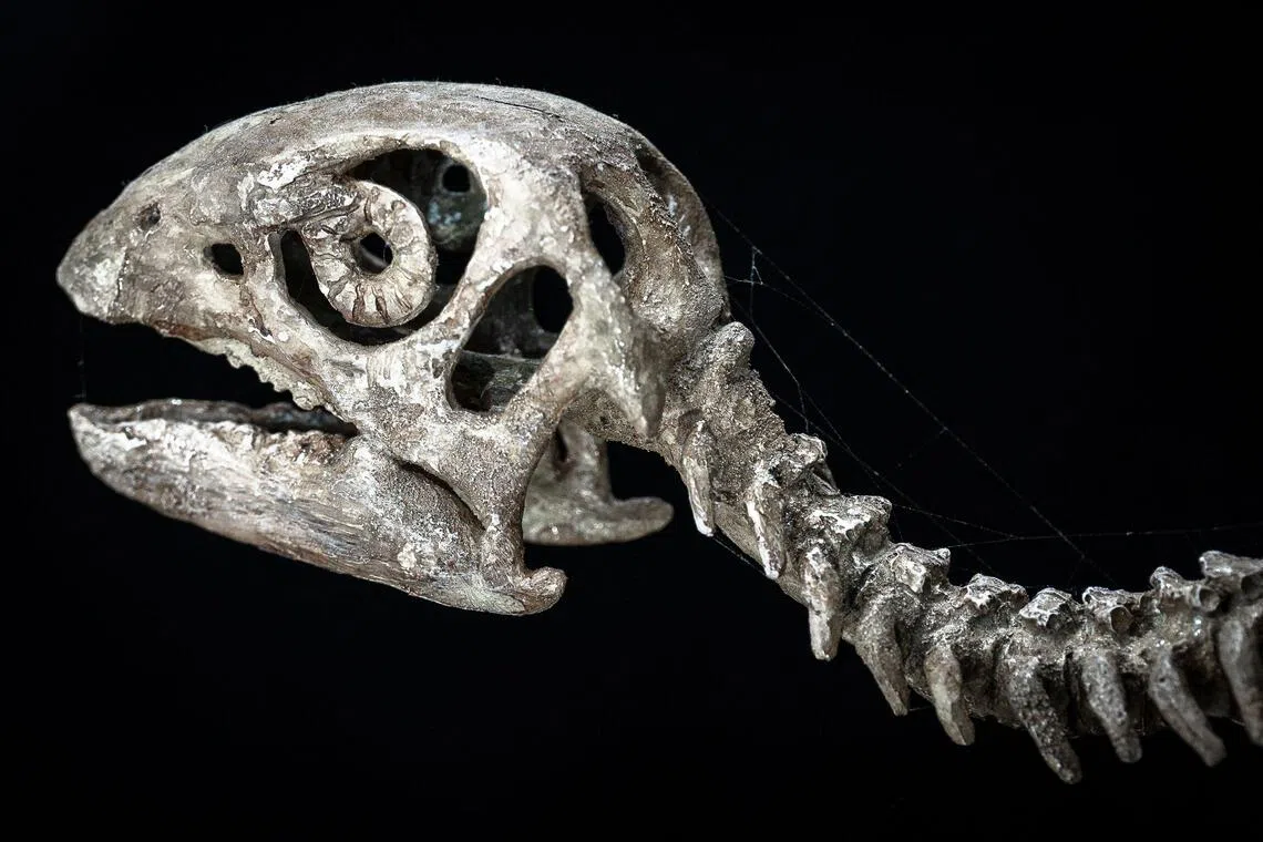 A model skeleton of a Minimocursor phunoiensis at the Palaeontological Research and Education Centre at Mahasarakham University in Mahasarakham.