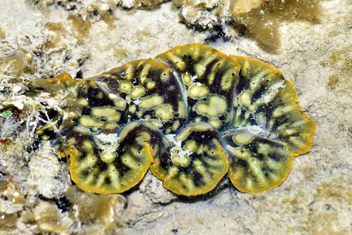 The Boring giant clam, named after its ability to burrow into corals and other surfaces. 