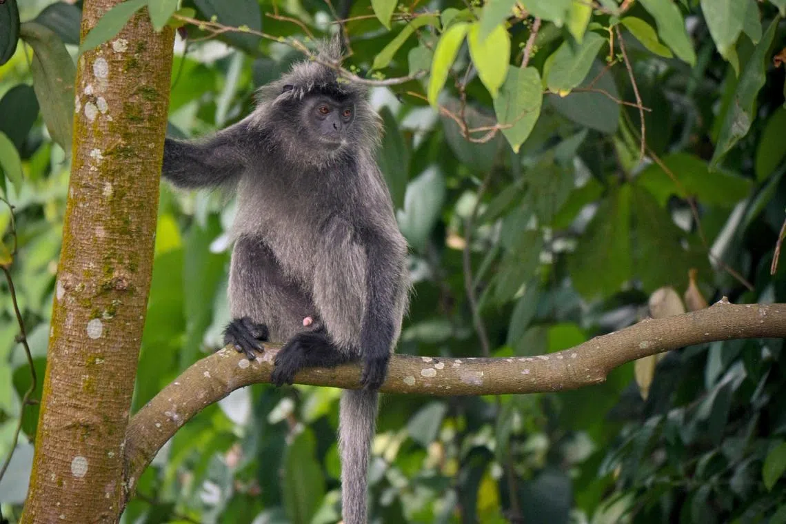 Final-year NUS student Tony Ng snapped a few photographs of the male silvered langur, which was alone.