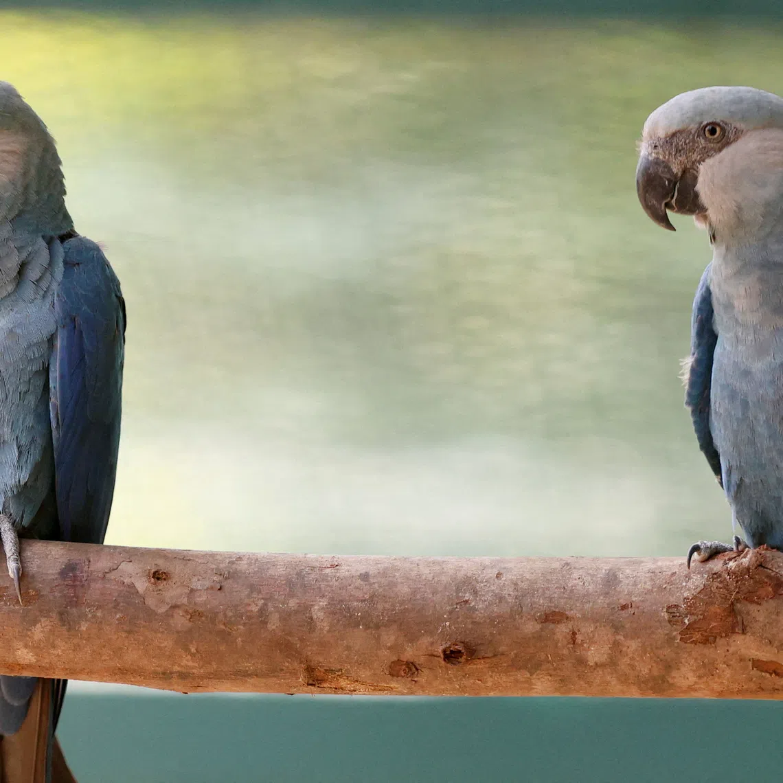 FILE PHOTO: Considered extinct in the wild, two Spix's macaws named Orlando and Rogerio are seen at the Sao Paulo Zoo, during the inauguration of a new exhibition site in Sao Paulo, Brazil November 12, 2024. REUTERS/Carla Carniel/File Photo