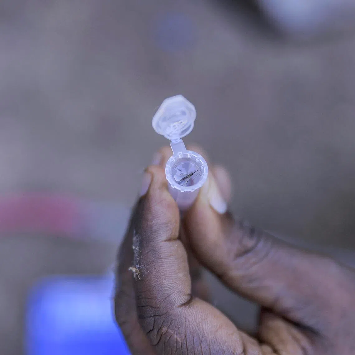 This mosquito alarms health experts because, unlike the species that historically spread malaria in Africa, it thrives in urban as well as rural areas, and is not deterred by dry seasons. 