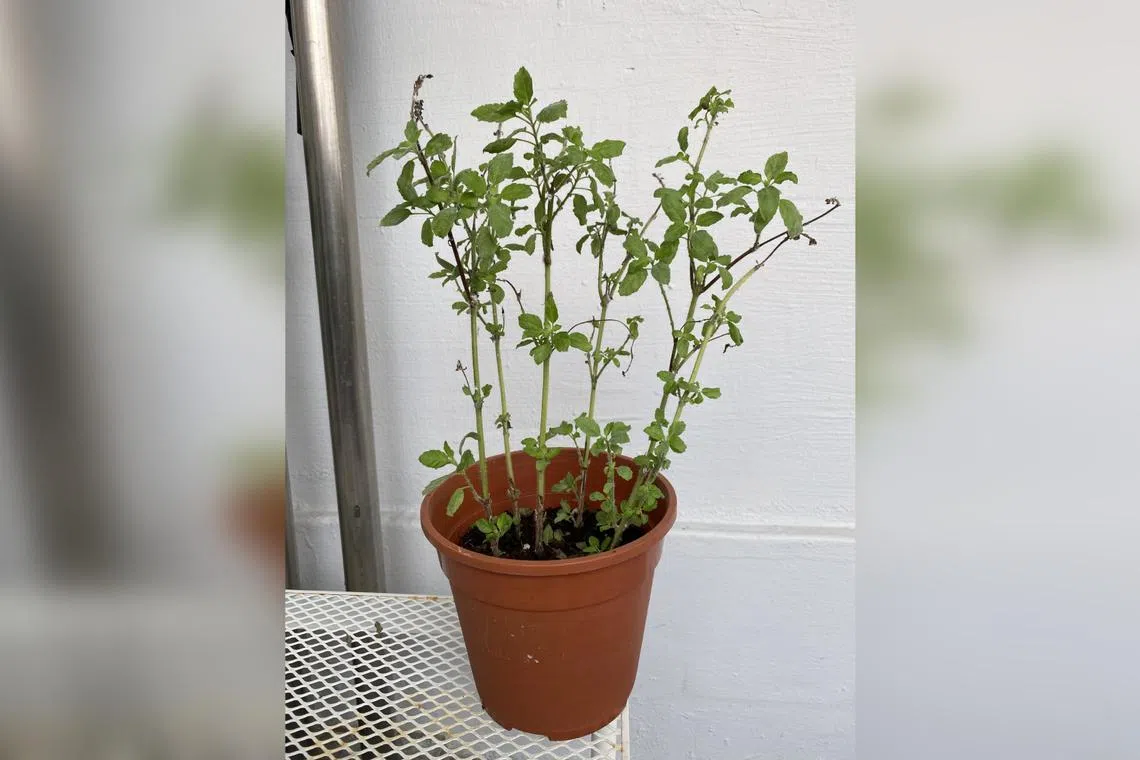 The Tulasi plant is sensitive to wet feet.