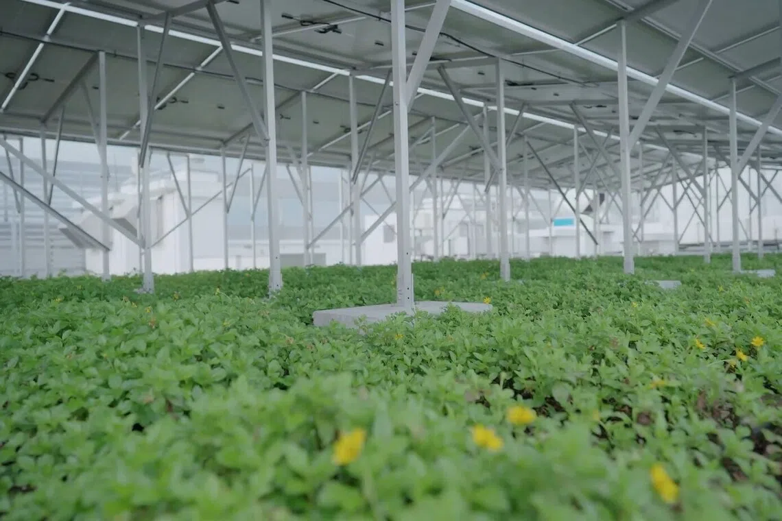 The findings challenge the traditional view that solar panels and green roofs are mutually exclusive as both systems need direct sunlight.