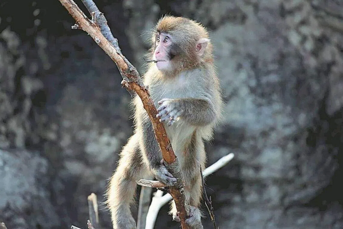 More than 2,500 birthday cards for him were sent to the zoo from home and abroad.