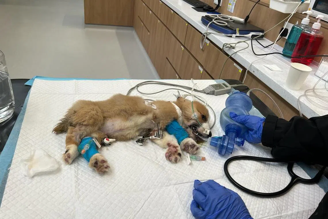 Lycorgi20 - The Animal & Veterinary Service (AVS) is investigating the case of two corgi puppies which were bought through an unauthorised seller and died within a week of their arrival in Singapore.

Desk: Newsdesk
Credit: Ms Chen