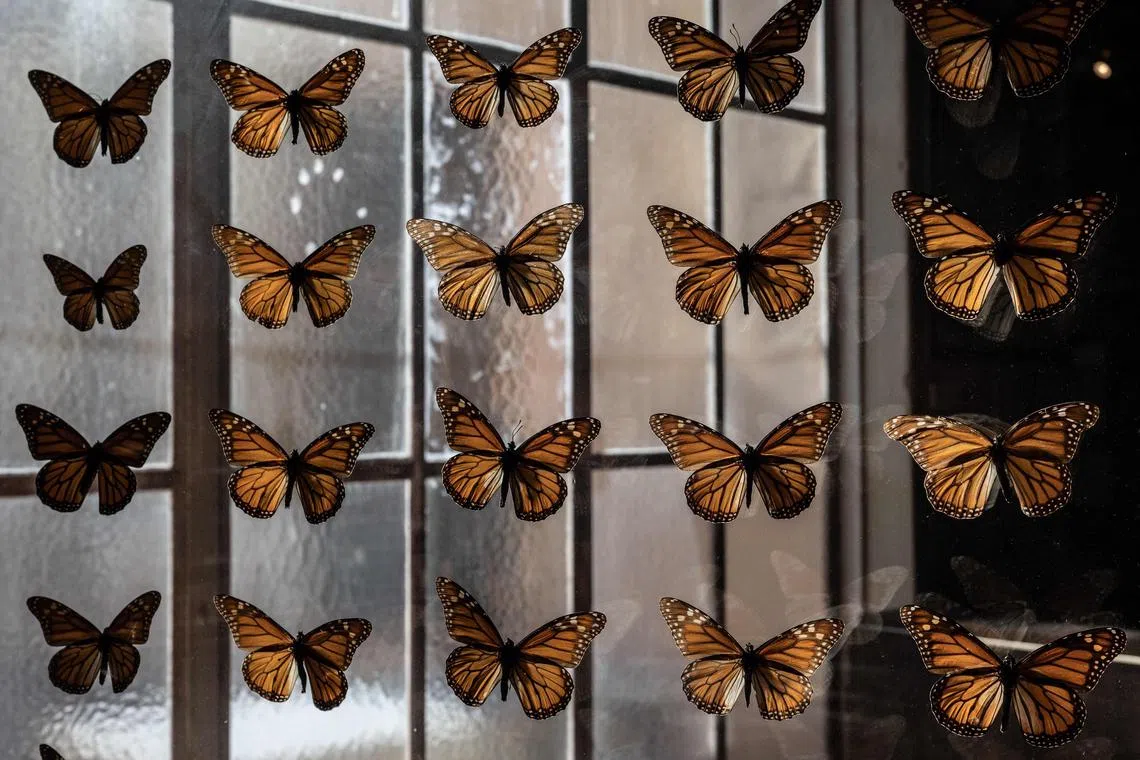 A collection of preserved Monarch butterflies is seen at the Pacific Grove Museum of Natural History in Santa Cruz, California.