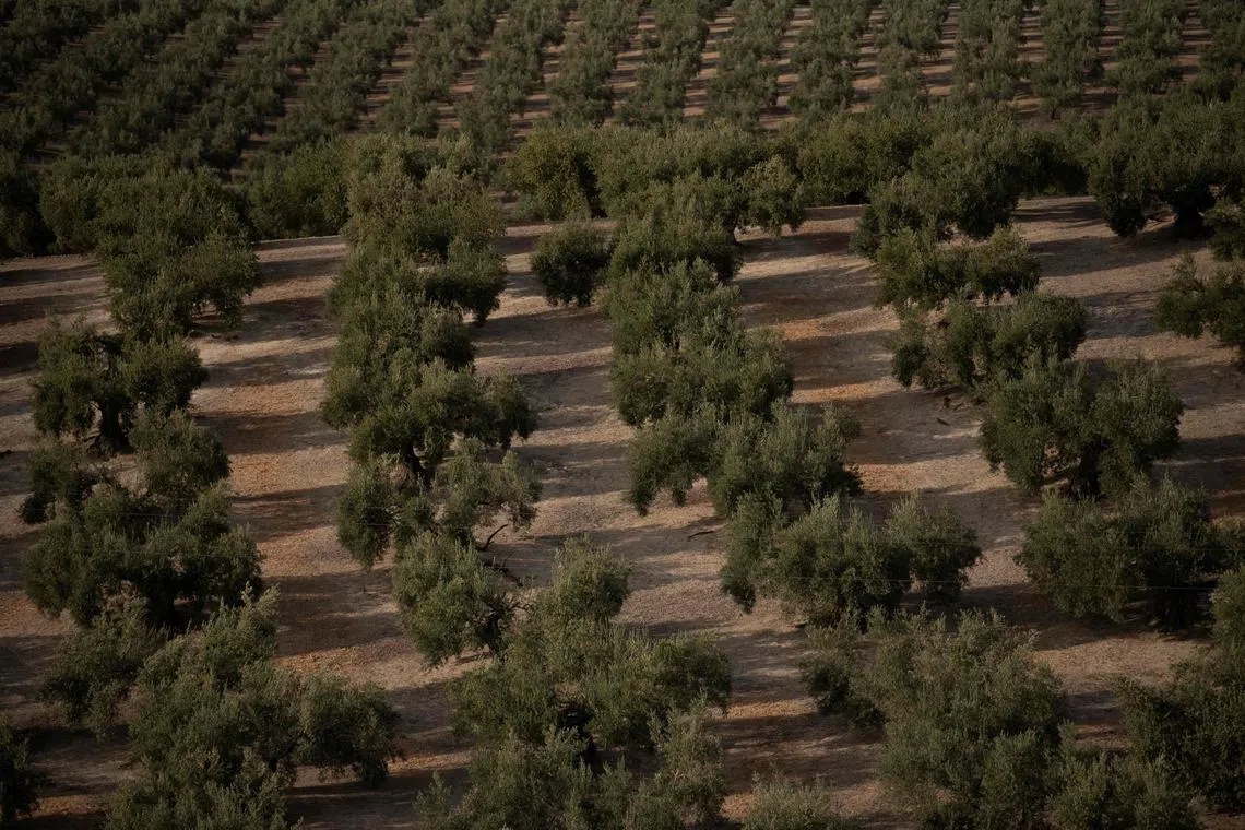 This photograph taken on May 5, 2023 shows an olive grove outside the Andalusian village of Caserias near Jaen. - In Spain, the world's largest producer of olive oil, drought and abnormally high temperatures are causing fears of a "catastrophe" for the sector, which is already reeling from a very difficult 2022. (Photo by JORGE GUERRERO / AFP)