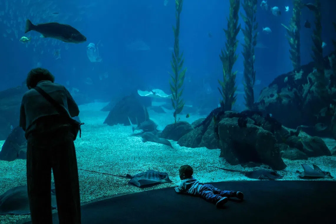 A child looking at a manta ray at the Lisbon Oceanarium in Lisbon, on Oct 9, 2025. 