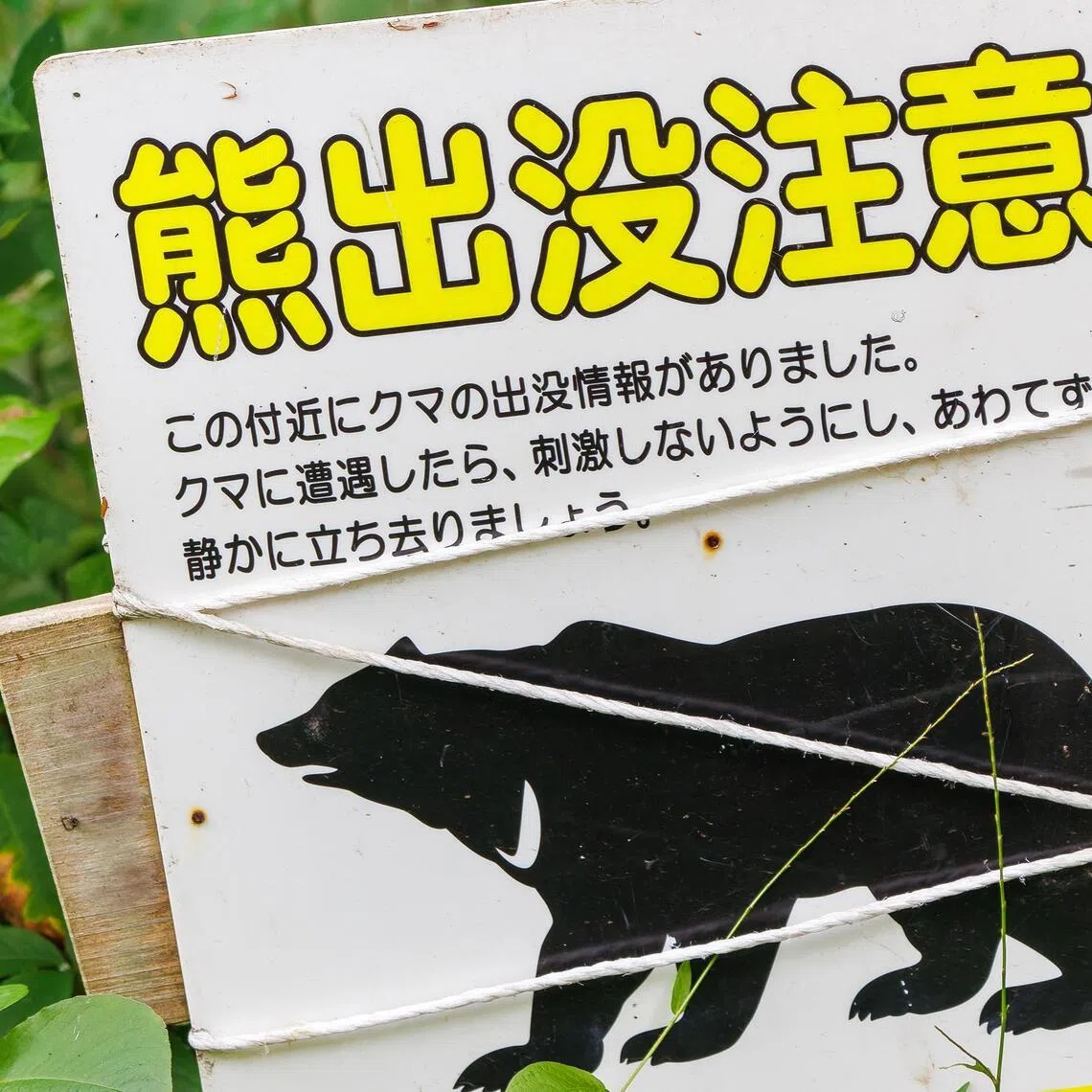 Japan is home to two main bear species: the medium-sized Asiatic black bear and the larger Ussuri brown bear.