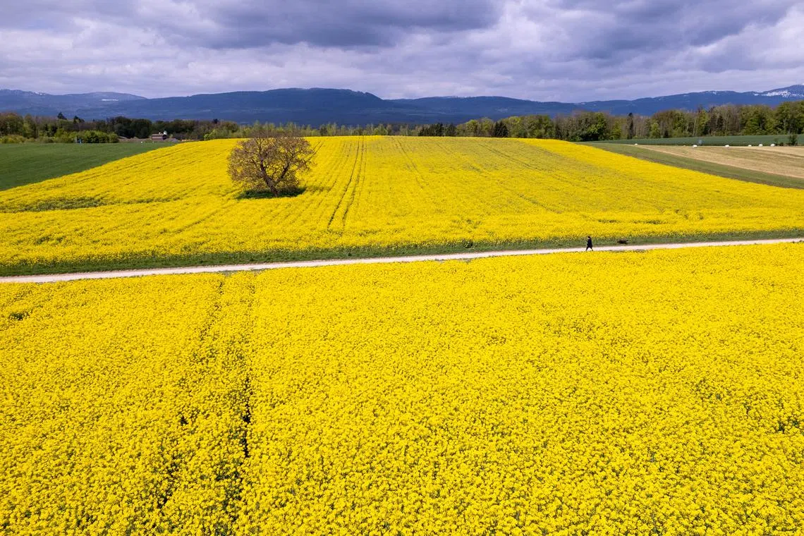 A man walking his dog between rapeseed fields in Oulens-sous-Echallens, Switzerland, on April 25, 2024. 