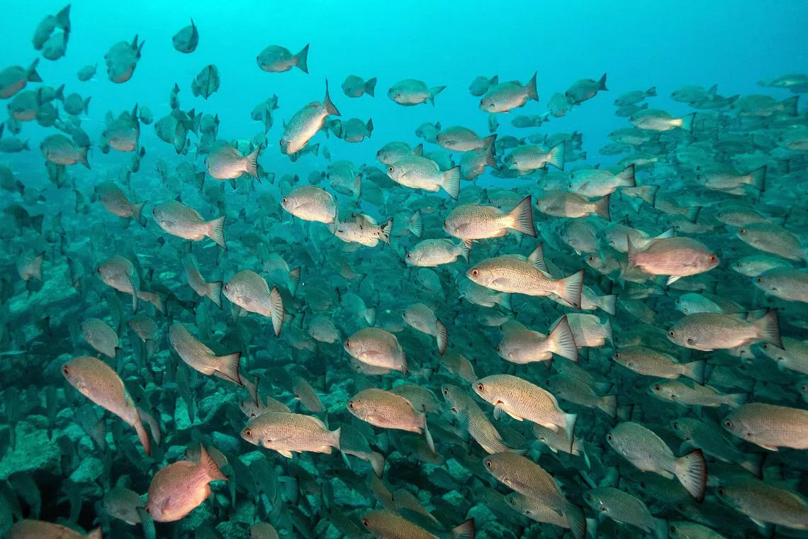 A school of fish is seen at the Sanctuary of Fauna and Flora Malpelo, a UNESCO World Heritage Site, on the island of Malpelo in the Colombian Pacific on September 8, 2024. A lone catamaran guards the waters around the remote island of Malpelo, a paradise for endangered marine species in the Colombian Pacific. Its crew of privately-funded environmentalists is the terror of boats illegally fishing for sharks inside a marine reserve some 500 kilometers (310 miles) off the mainland. (Photo by Luis ACOSTA / AFP)