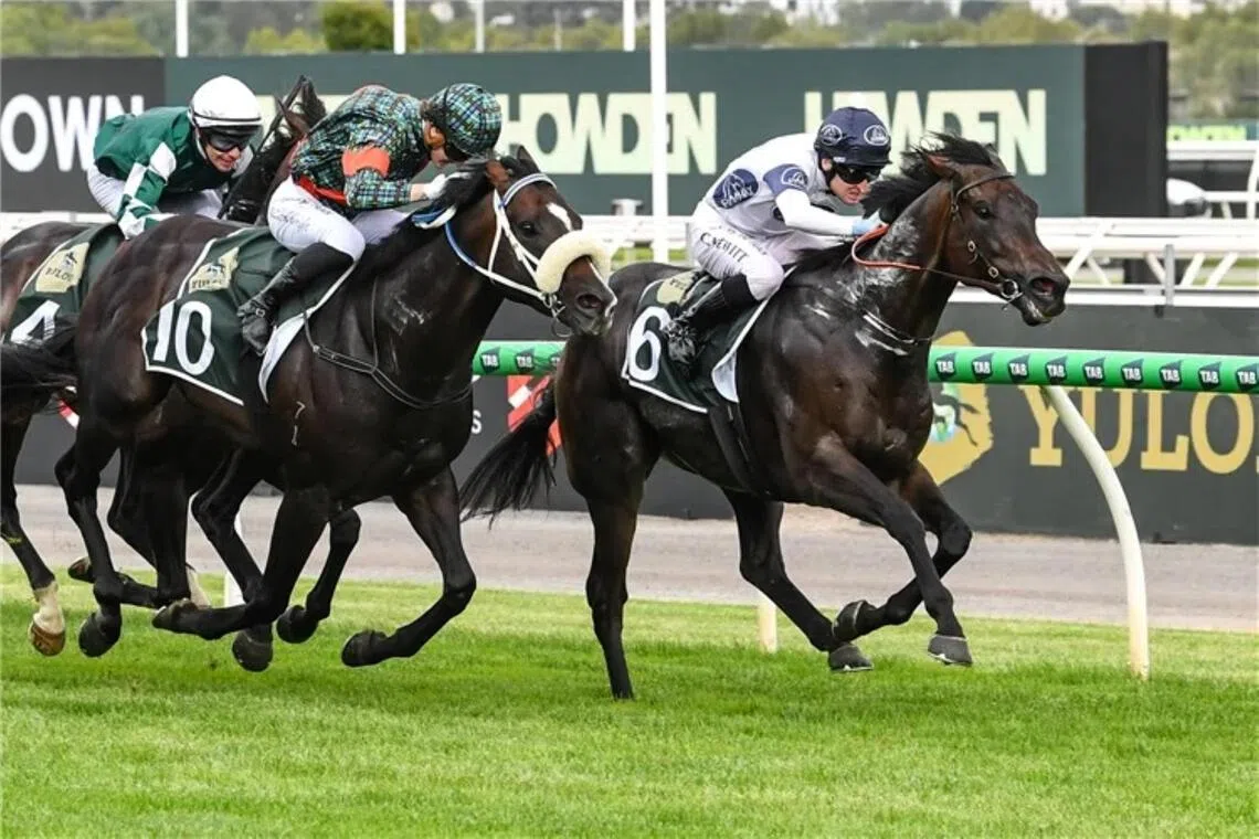 Caballus - Caballus  

PHOTO: RACING PHOTOS
upload this photo to ST Racing