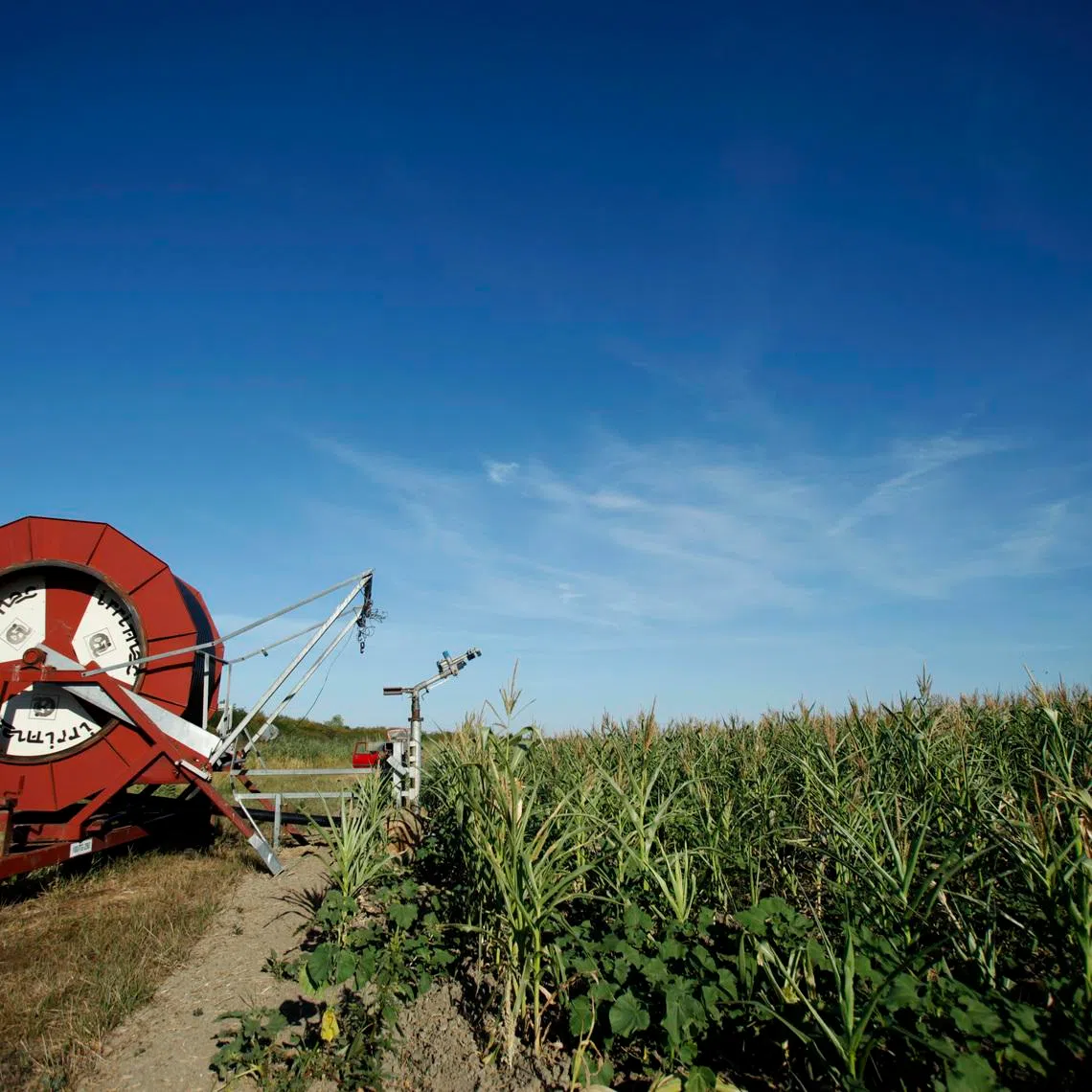 An irrigation system is seen on a corn field in Koritna, Croatia August 21, 2012. REUTERS/Antonio Bronic/File Photo