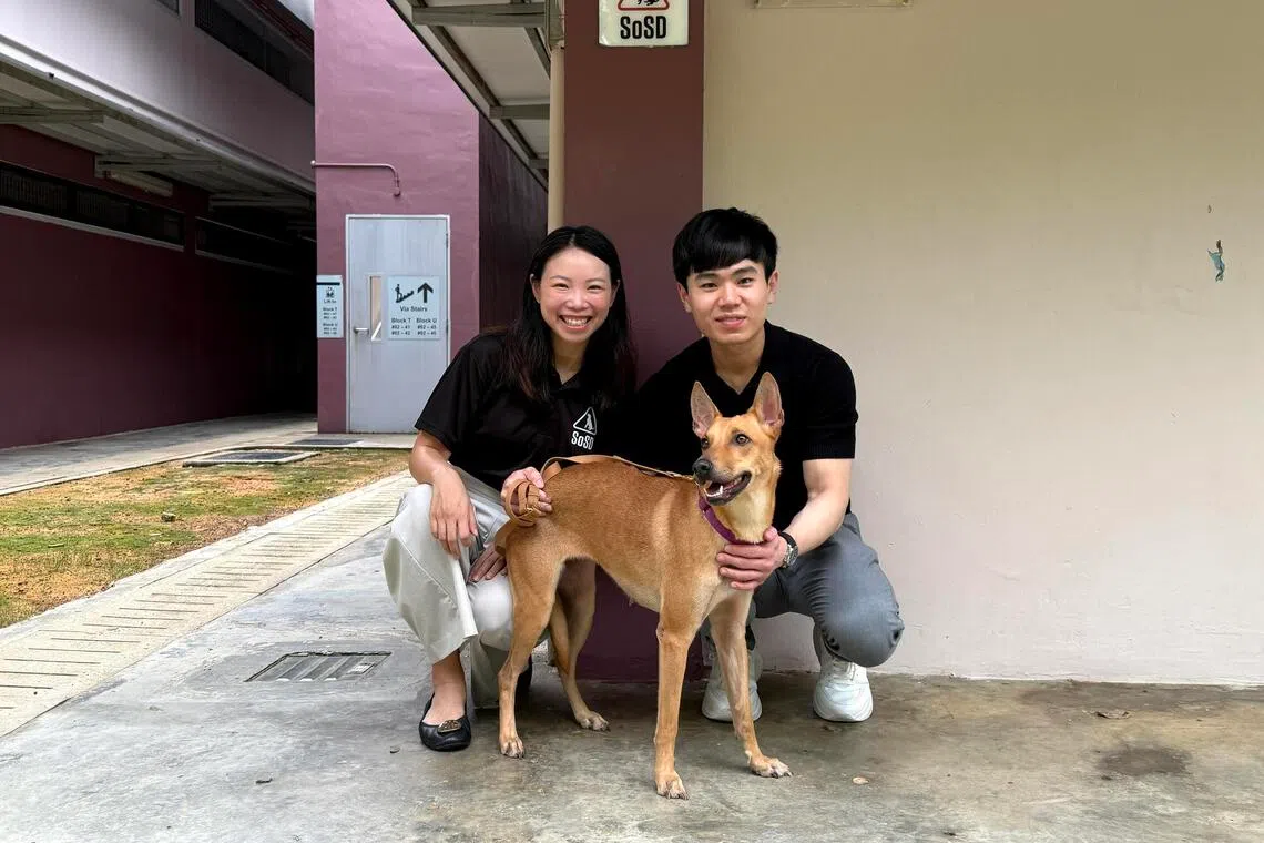 The cost of a second chance: What it takes to keep Singapore’s animal rescue groups going