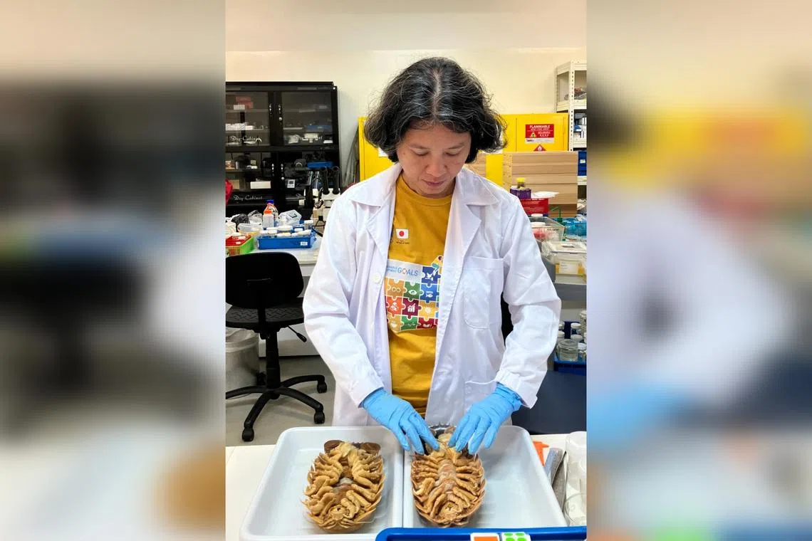 Dr Connie Sidabalok taking a look at a Bathynomus vaderi - also known as Darth Vader - specimen at the Lee Kong Chian Natural History Museum in Singapore. 