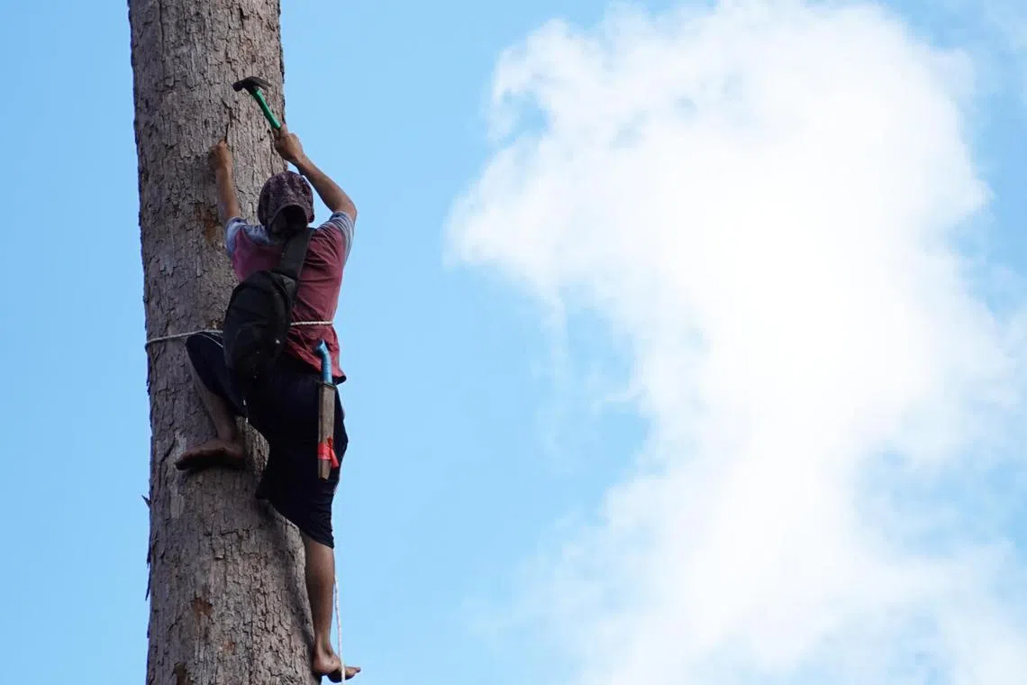 The new 40m-tall peat tree adds to the under-studied but potentially growing list of around 350 species of trees in the scarce peat swamp forests of South-east Asia.