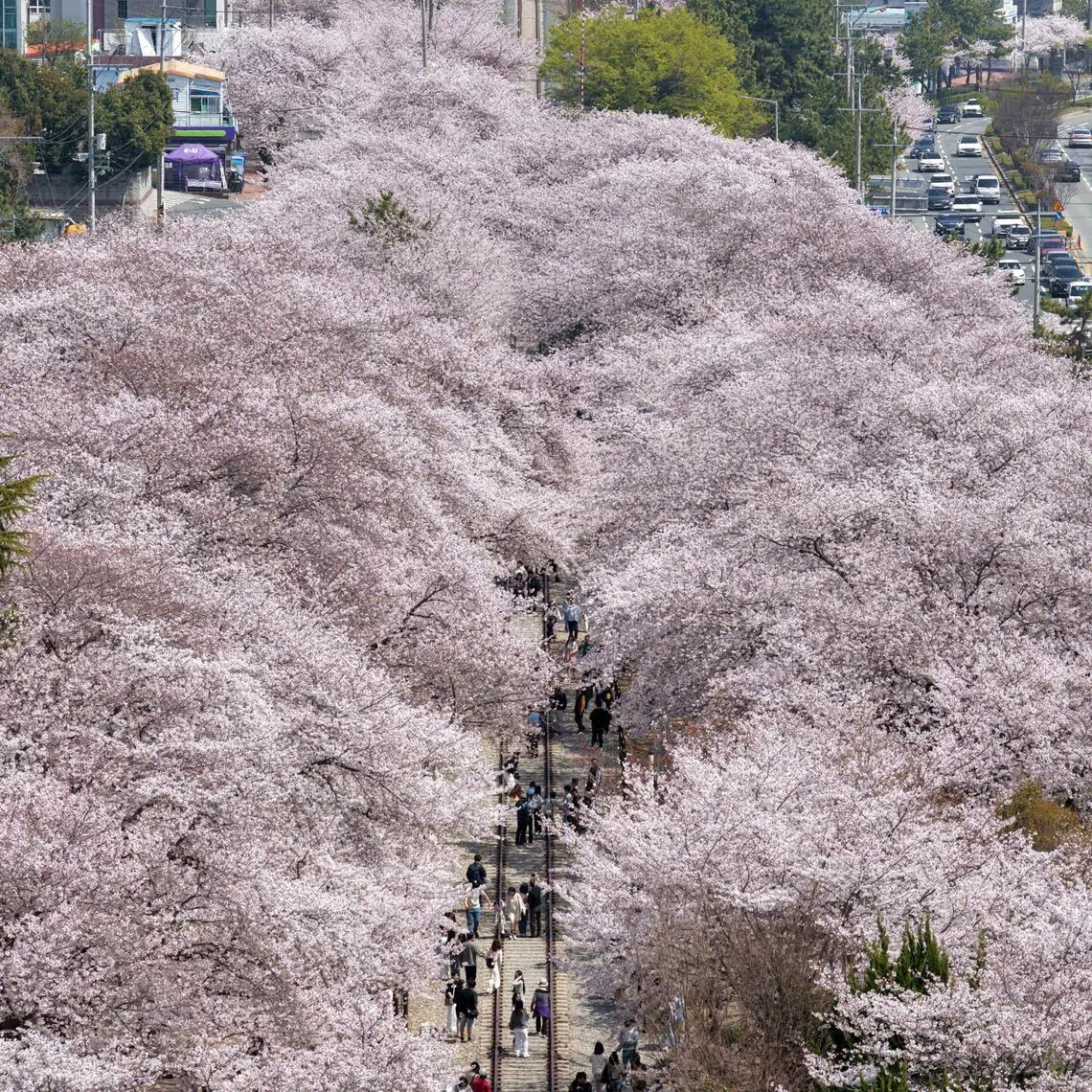 People walk between blooming cherry trees around Gyeonghwa Station Park in the south-eastern city of Changwon on April 3.