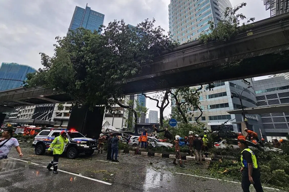 Parts of the fallen tree dangled over the KL Monorail track on May 7. 