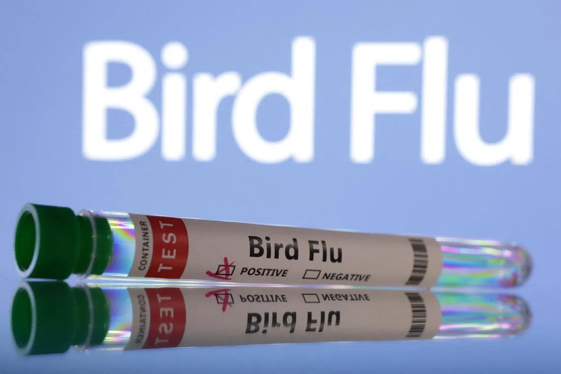 FILE PHOTO: Test tubes are seen labelled \"Bird Flu\" words in this illustration taken, June 10, 2024. REUTERS/Dado Ruvic/Illustration/File Photo