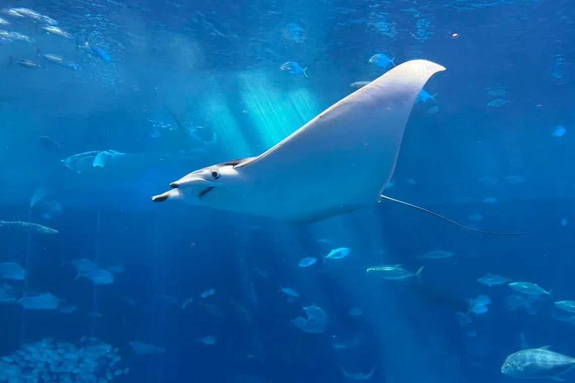 vida marinha, aquário, Japão, Aquário Churaumi, Okinawa