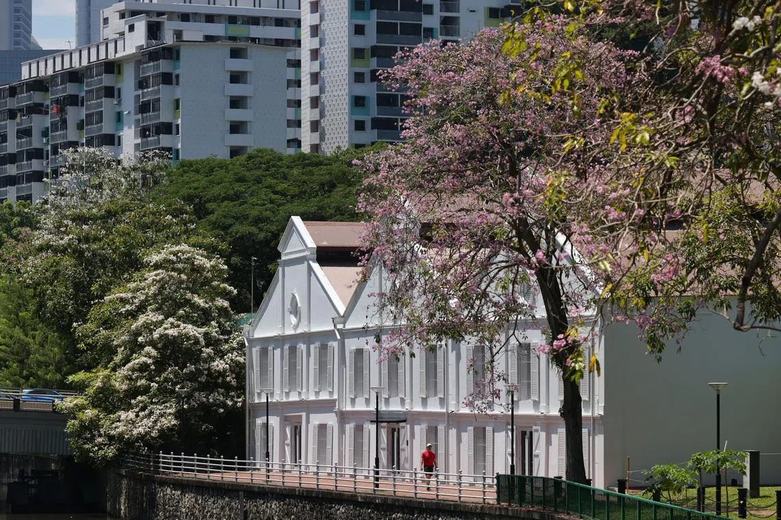 A man walks past The Warehouse Hotel amid blooming trumpet trees on Aug 22, 2024.