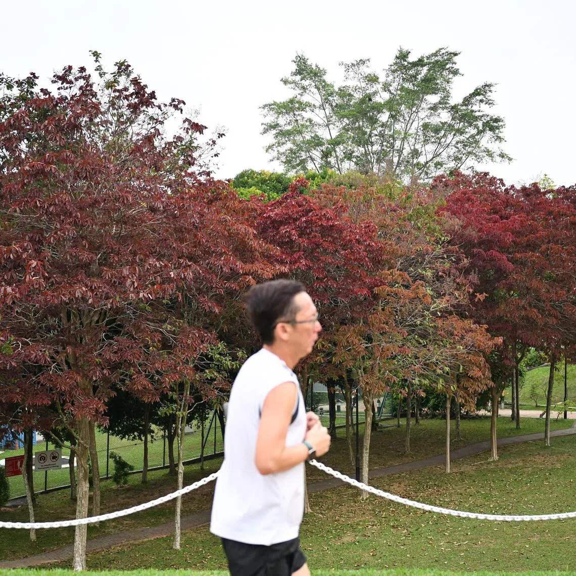 Fiery red flushes of young leaves of Malayan Crape Myrtle at MacRitchie Reservoir Park on Sept 25.