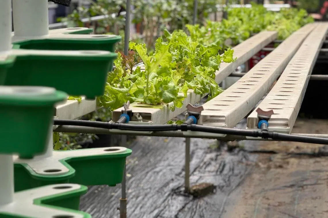 Tun Telanai secondary’s hydroponic garden is a hit among students as well as teachers who quickly buy up the harvest.