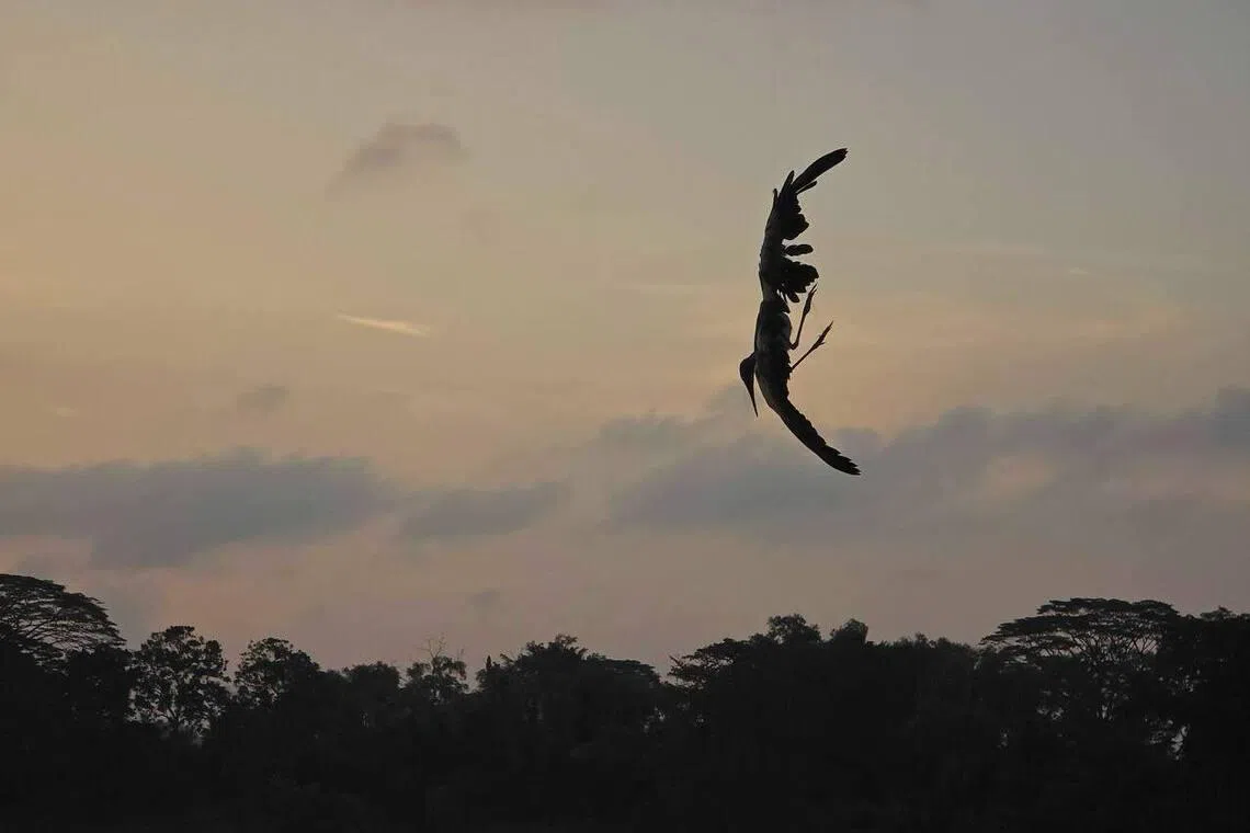 A bird was caught on a fishing line at Lower Seletar Reservoir on Feb 1. 