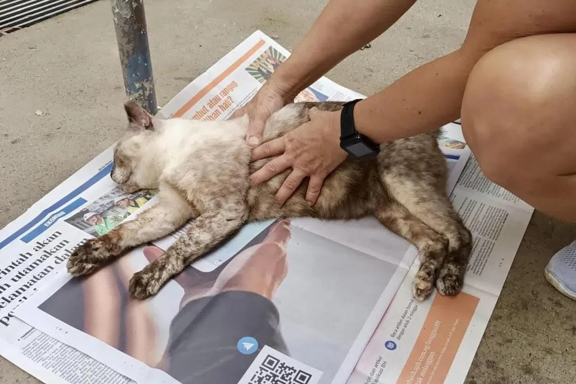 Death of community cats, pet dog at Mei Ling Street: Animals were not poisoned, finds NParks probe