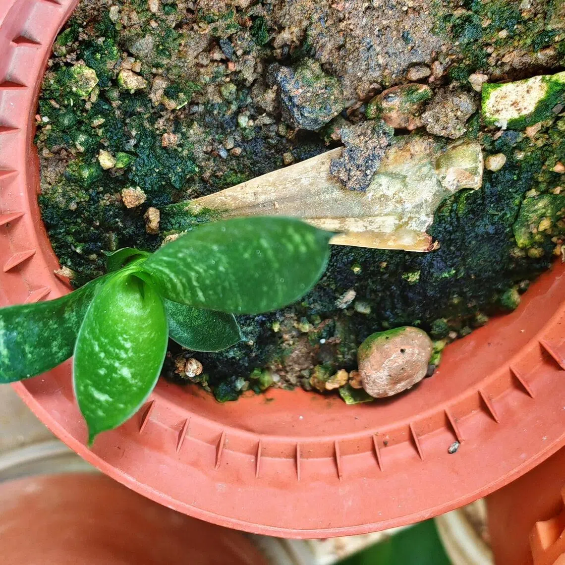 To propagate a snake plant, divide the mother plant into smaller sections.