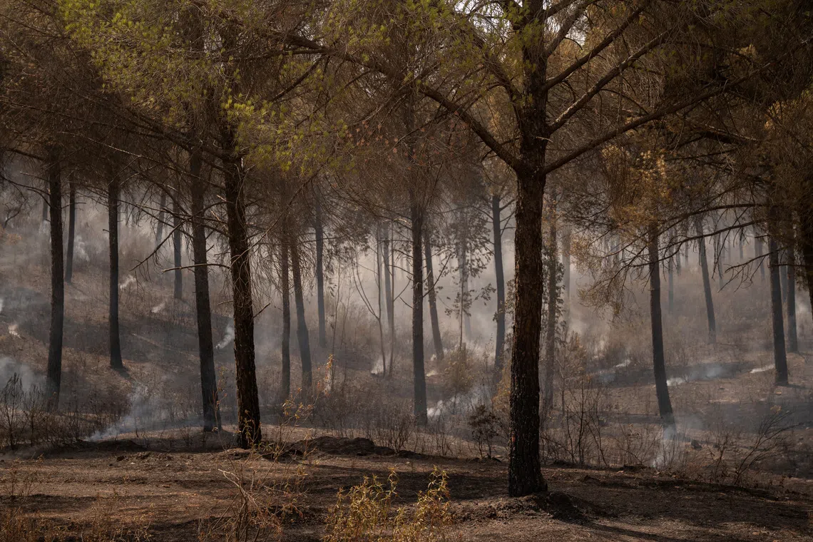 Smoke rises from scorched ground where flames swept through a pine forest during the wildfire in Niebla, Huelva, Spain.