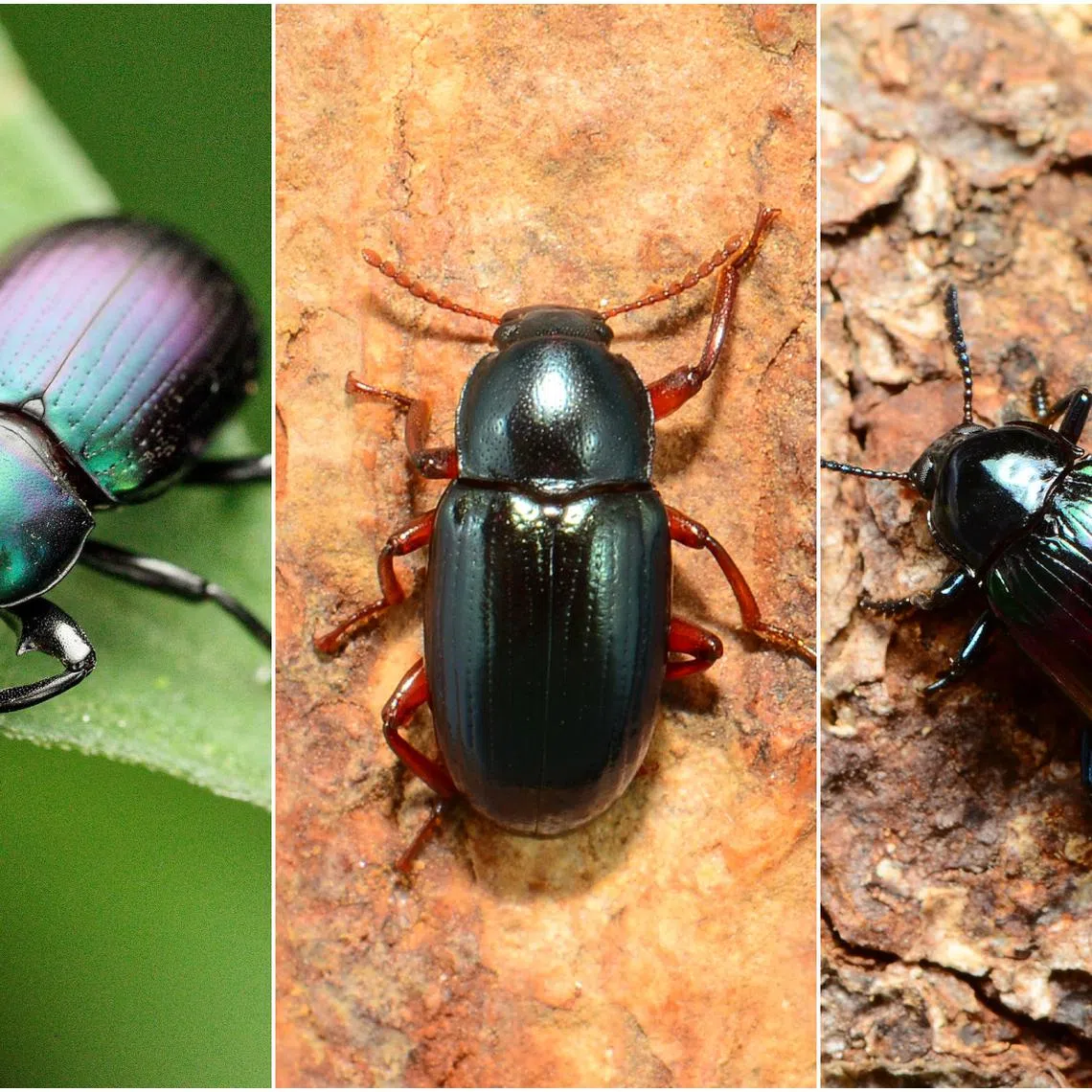 Dr Cheong Loong Fah has recorded about 330 species of darkling beetles in Singapore, but that number could double with further research.
