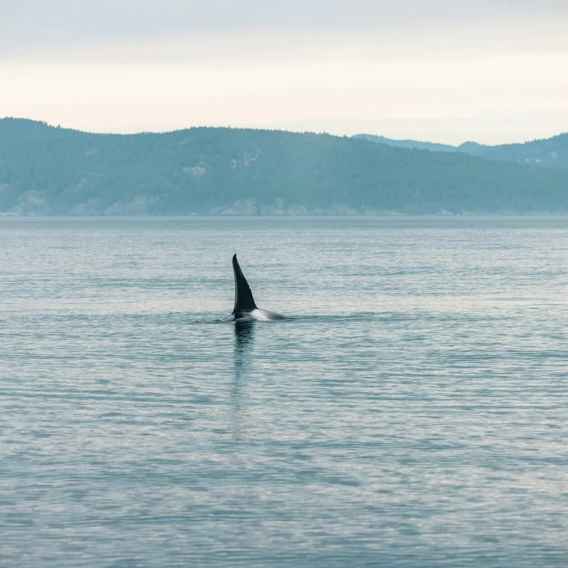 The woman was swimming with a group when she indicated she was in trouble, a witness told the public broadcaster.