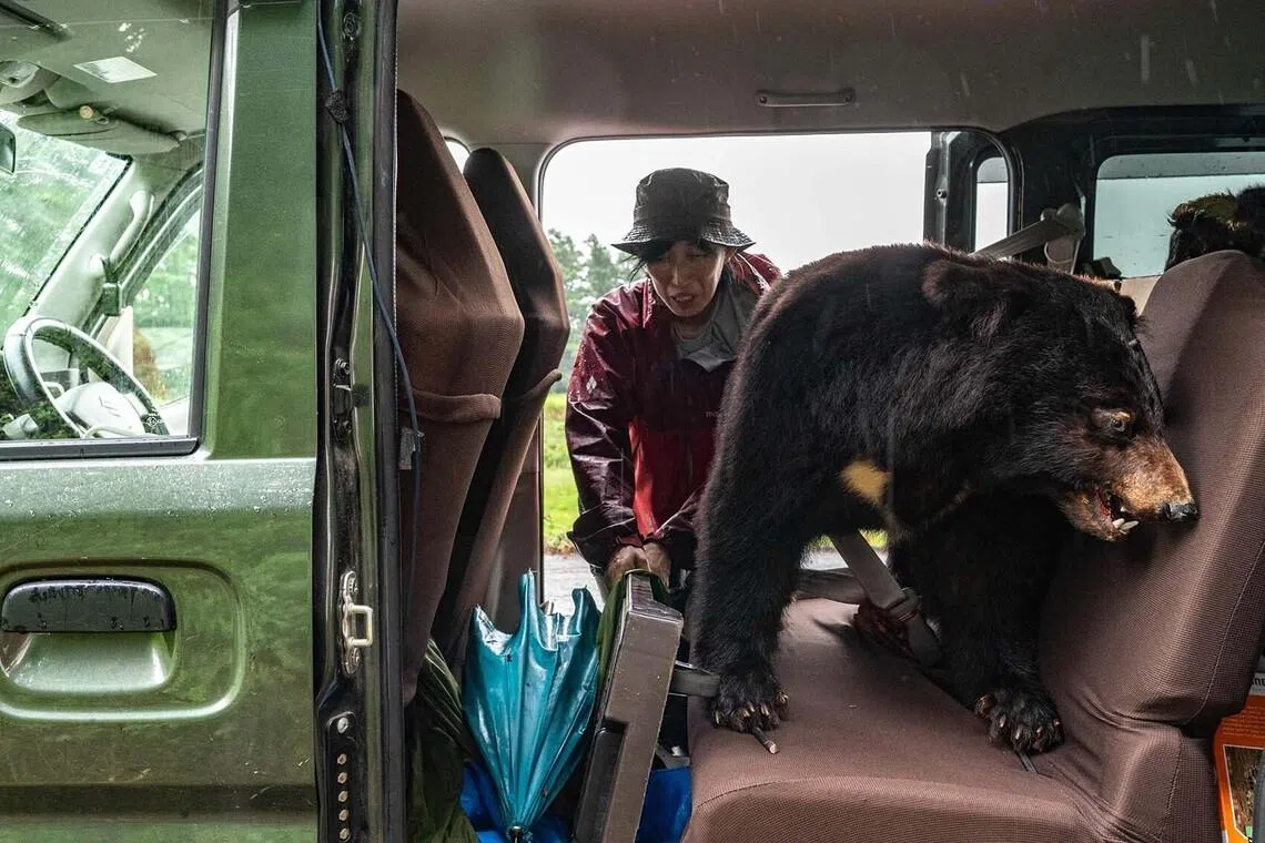 TOPSHOT - A taxidermy bear, used for presentations in elementary school workshops on the animal, is seen on the backseat of wild bear expert Akiko Takii's van as she packs up after setting a bear trap at a forest in Ina, Nagano Prefecture on July 6, 2026. Based in Japan's mountainous Nagano prefecture, Takii along with her research partner collect fur and tooth samples from wild Asian black bears for academic purposes. The bears are then tagged with GPS transmitters to study their movements before they are released back into the wild. (Photo by Philip FONG / AFP)