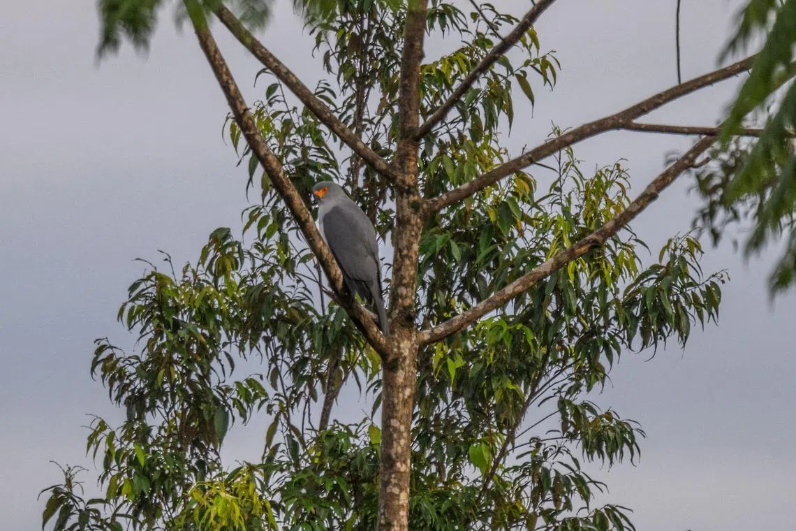 This undated handout photo taken and released by WWF-Pacific on September 12, 2024 shows a New Britain Goshawk in Pomio, Papua New Guinea's East New Britain province. A hawk-eyed photographer has thrilled scientists by snapping a threatened bird of prey in Papua New Guinea, over five decades since it was last officially documented, World Wildlife Fund (WWF) said on September 13. (Photo by Tom VIERUS / WWF-PACIFIC / AFP) / RESTRICTED TO EDITORIAL USE - MANDATORY CREDIT "AFP PHOTO /  WWF-Pacific / Tom Vierus" - NO MARKETING NO ADVERTISING CAMPAIGNS - DISTRIBUTED AS A SERVICE TO CLIENTS - NO ARCHIVES