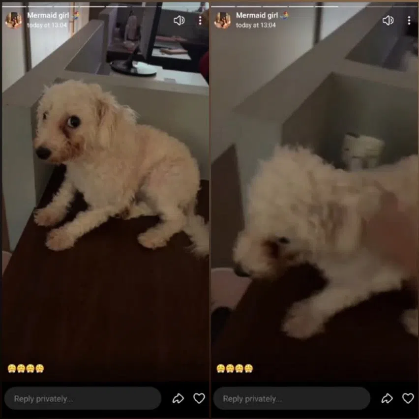 In a video posted on her now-deleted Instagram account, Ms Ng, who goes by mermaid.sg on TikTok and Instagram, can be heard berating the dog for drinking peach tea.