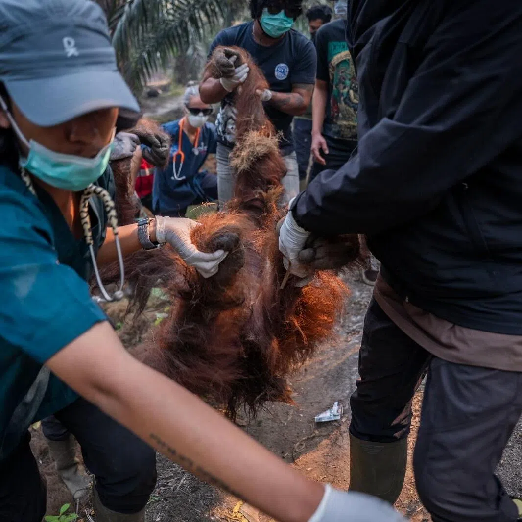 The apes were saved from plantations in deep rural West Kalimantan province, on the Indonesian part of the island.