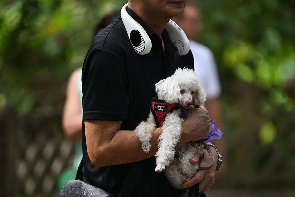 A visitor wearing a portable neck fan and carrying his dog at Singapore Botanic Gardens on Apr 7, 2024.