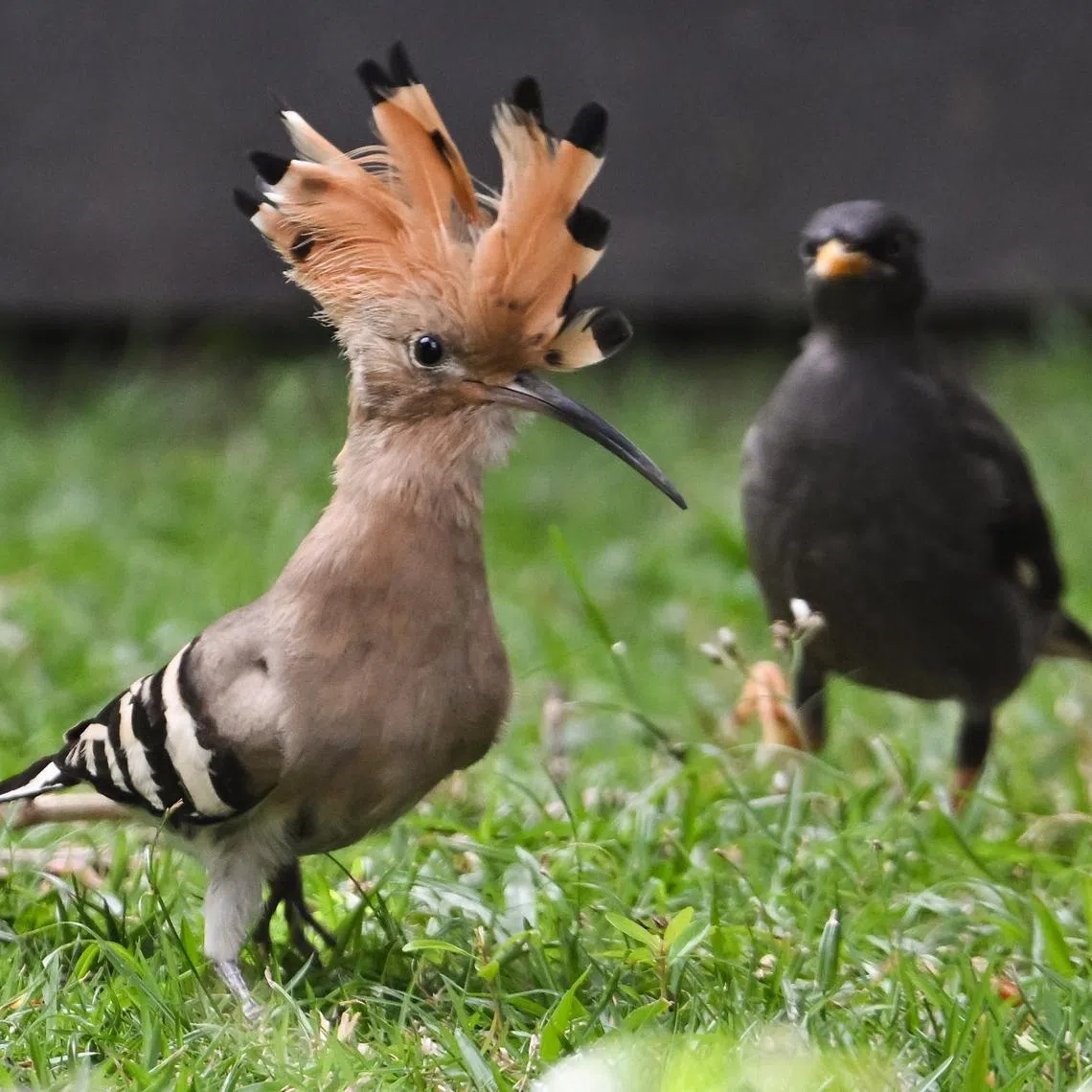 A local Javan Myna (right) causing a Eurasian hoopoe to raise its distinctive crest in Tanjong Katong on Jan 20, 2026. Known for its orange, black and white feathers and its undulating flight, the hoopoe — native to Europe, Africa and Asia — has created a buzz among birdwatchers after being spotted in Singapore for the first time in nearly 40 years.